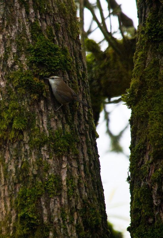 Bewicks Wren On Tree Trunk